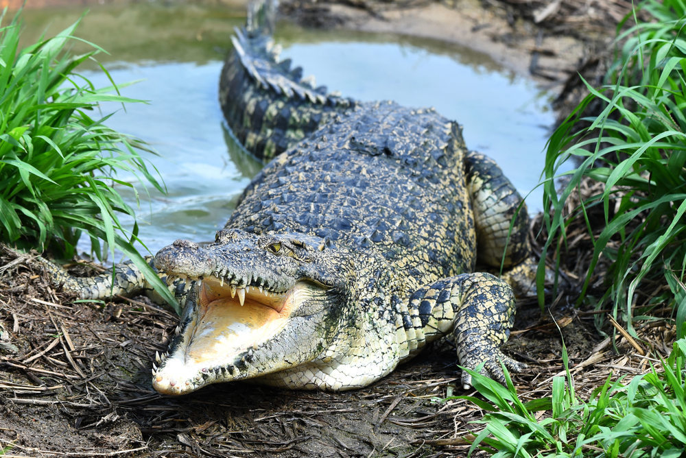 Cambodian Man Eaten By 40 Crocodiles After Falling Into Enclosure On ...