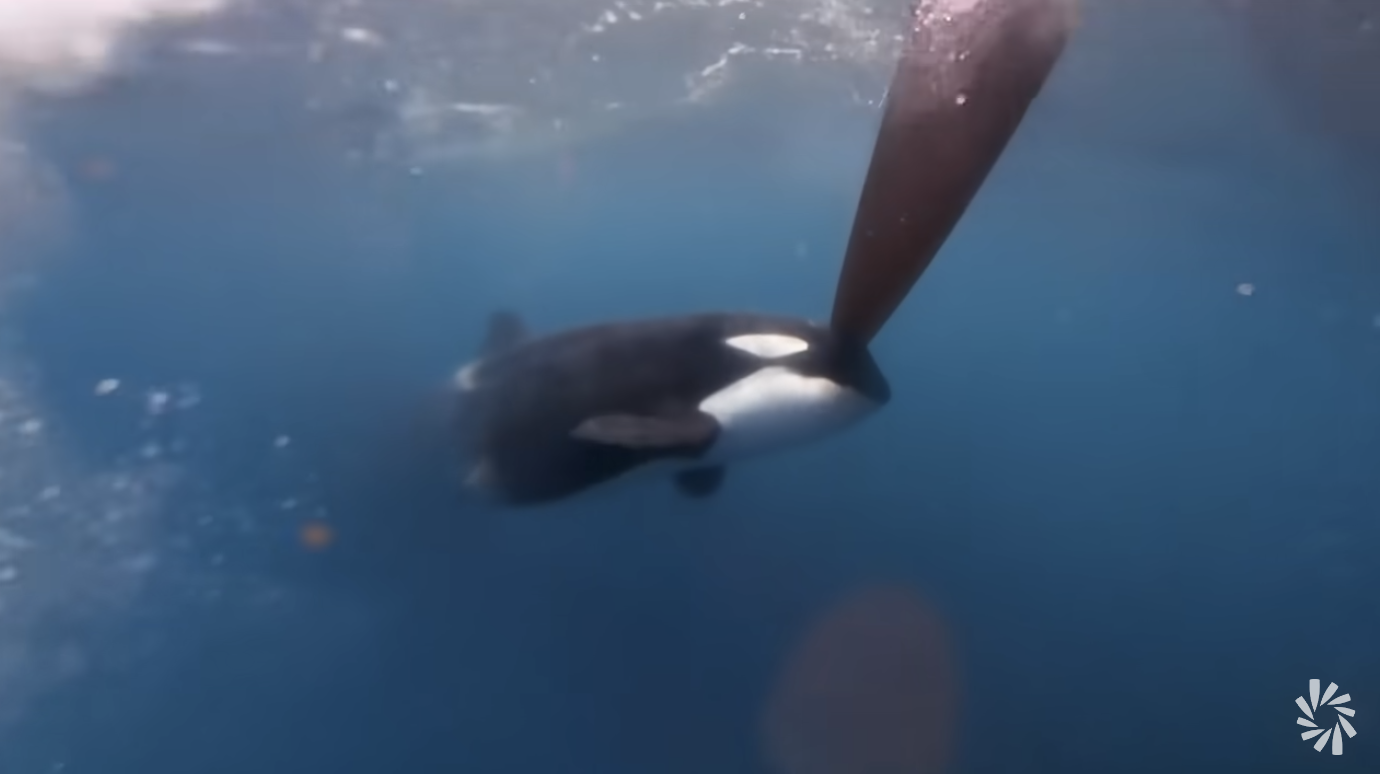 yachts killer whales