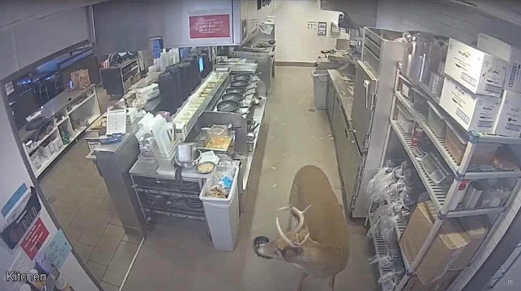 Massive Wild Buck Smashed Into Wisconsin Restaurant During Lunch Hour ...