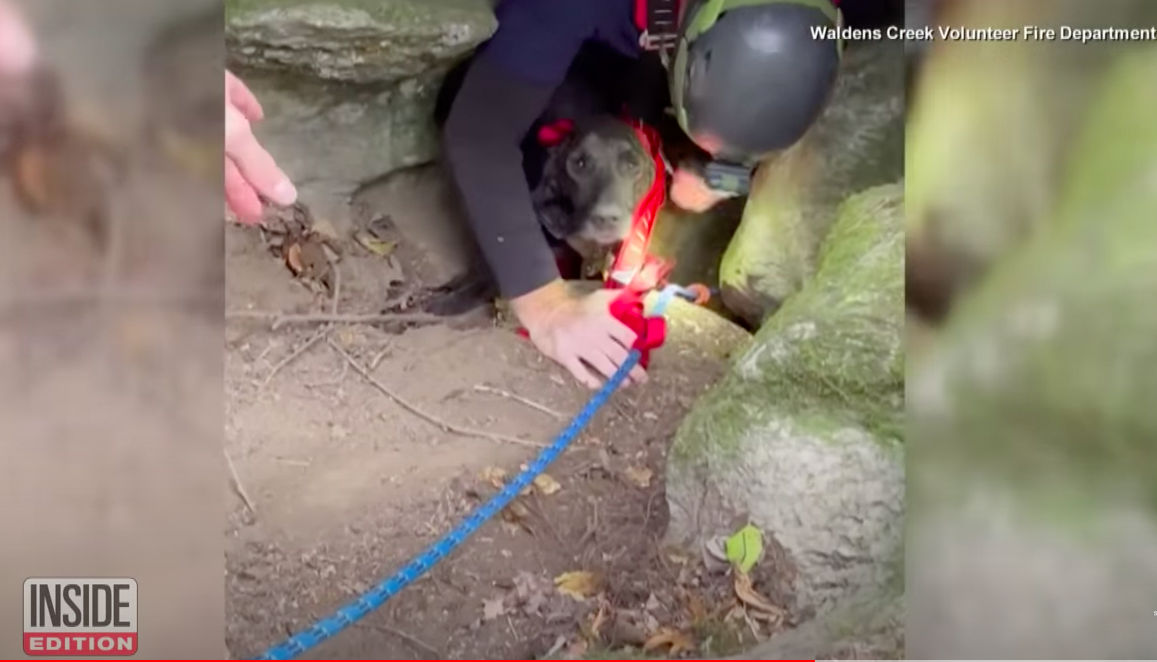 Tennessee Dog Trapped In Cave With Bear For 3 Days Finally Rescued ...