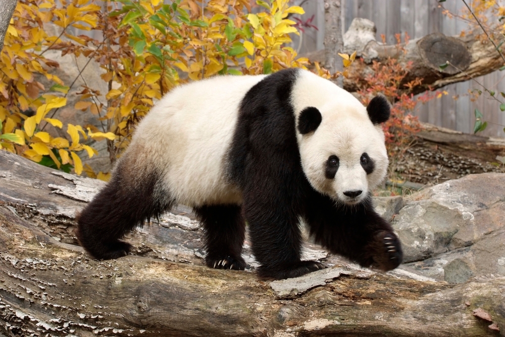 Panda Diplomacy Comes To An End: All Chinese Pandas In America To Be ...