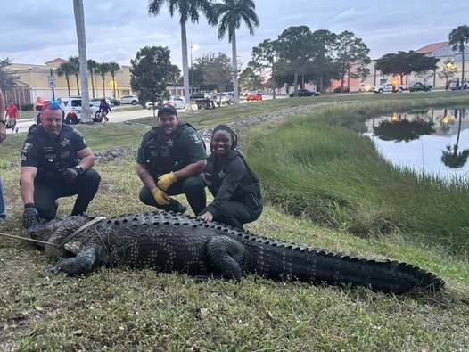 Massive 12-Foot Gator Caught Wandering Around Busy Florida Mall - The ...