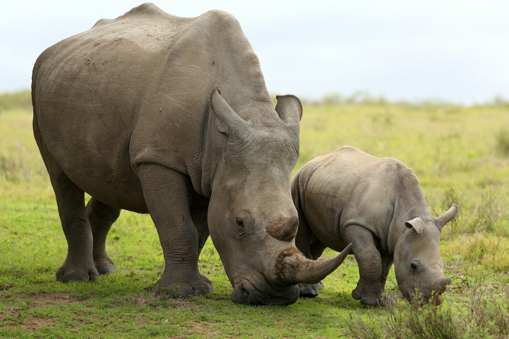First Baby White Rhino Born In Zoo Atlanta On Christmas Eve The(02)